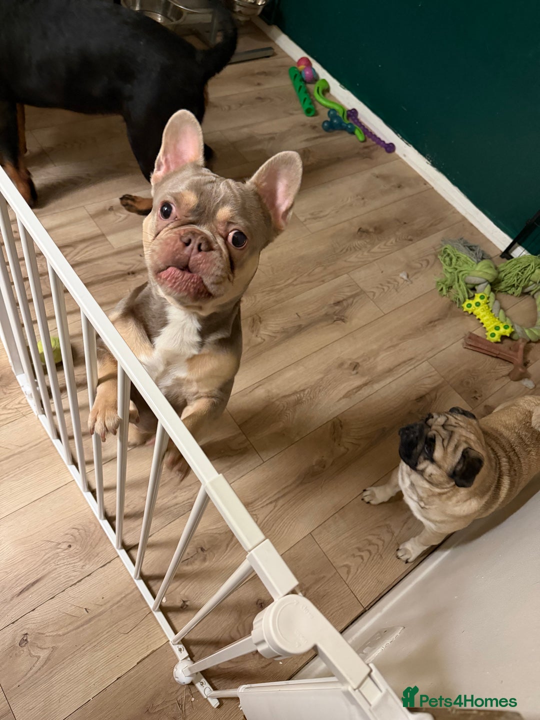 French Bulldog dogs for sale: 15 month old frenchie milo - Advert 1