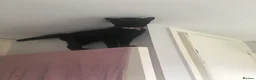 British Shorthair cats for sale: Pair of kittens - Advert 1