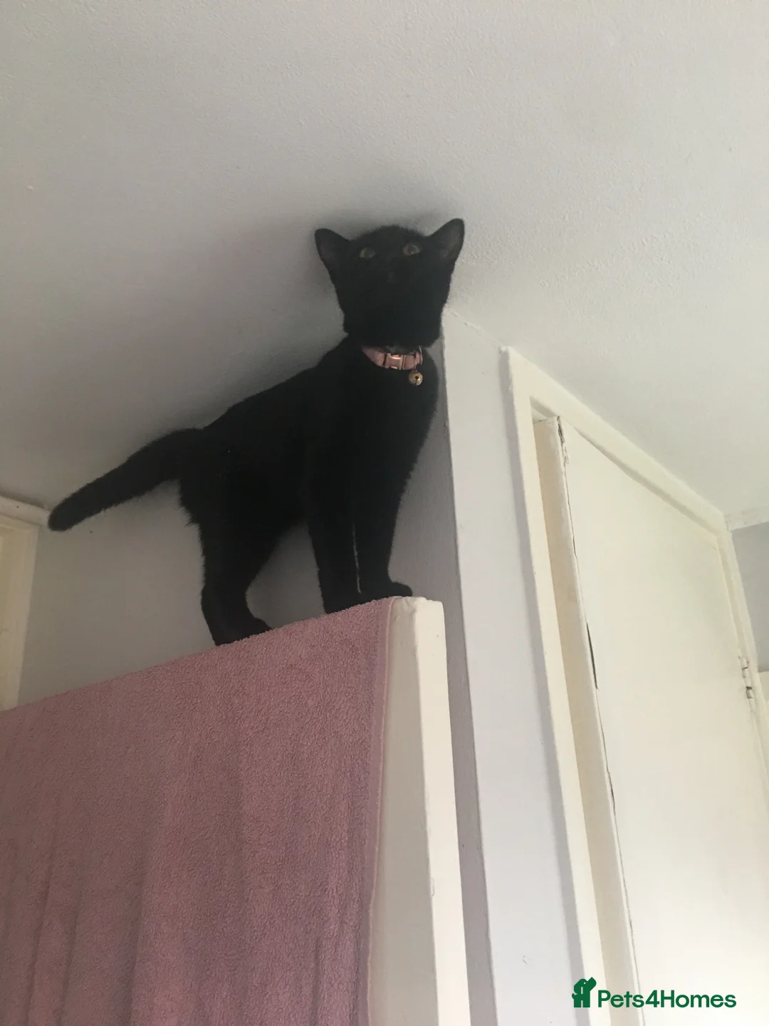 British Shorthair cats for sale: Pair of kittens - Advert 1
