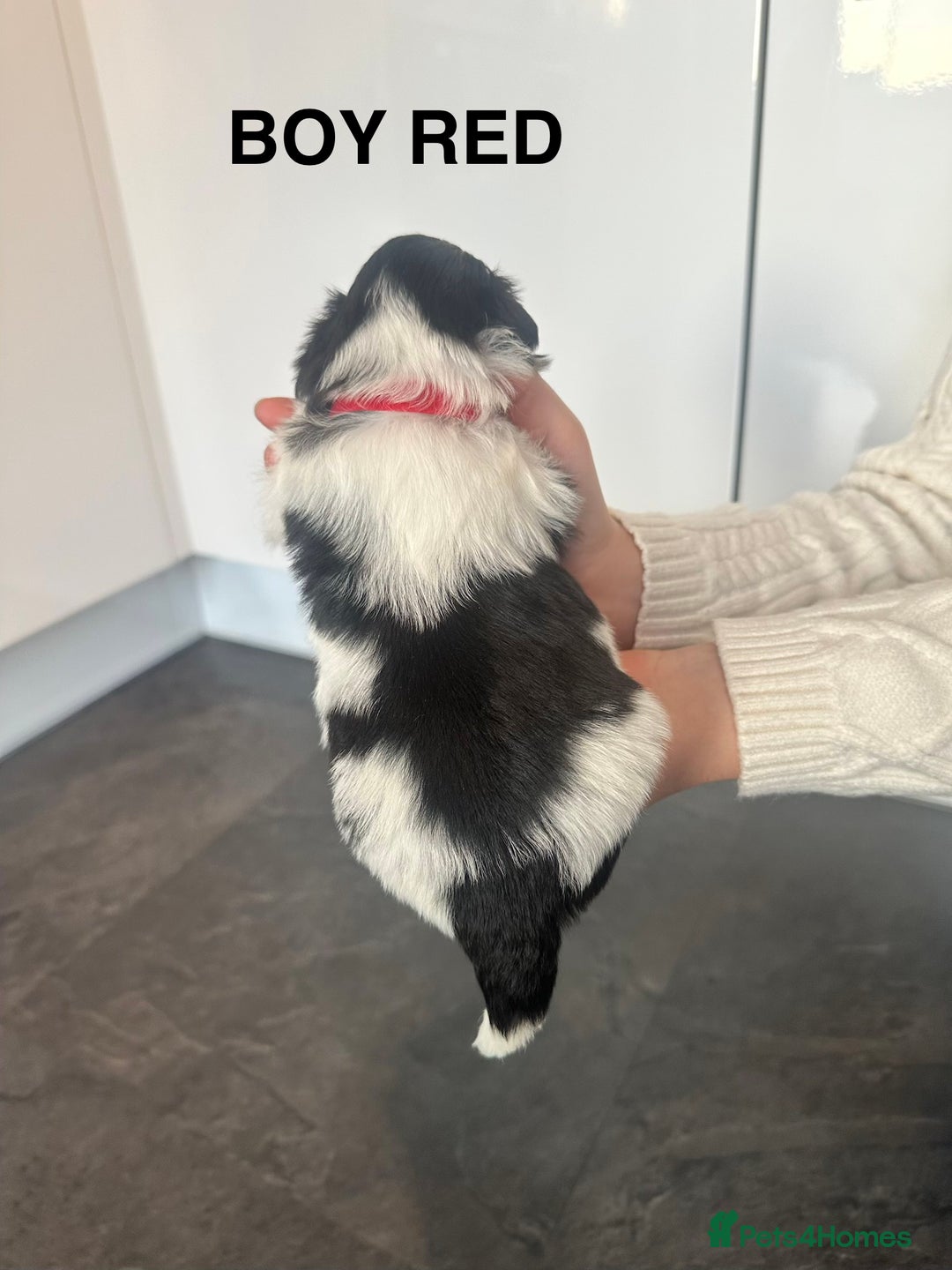 Shih Tzu dogs for sale: Shih Tzu puppies - Advert 16