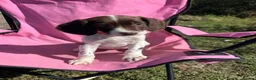 English Springer Spaniel dogs for sale: English springer spaniel pups for sale - Advert 26