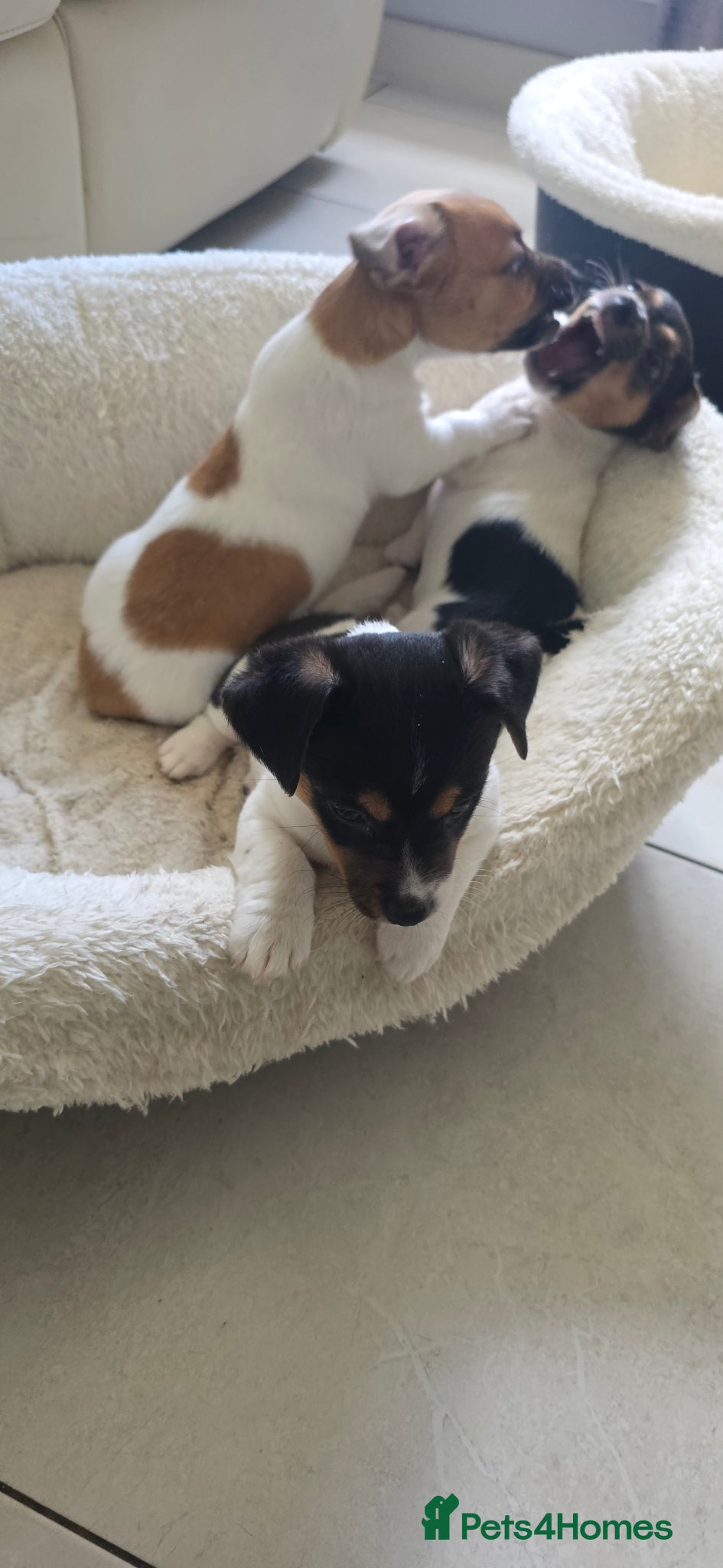 Jack Russell dogs Cutie pie Jack Russell puppies  - Advert 2