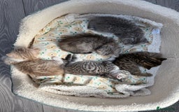 British Shorthair cats for sale: Stunning Scottish Straights - Image 20