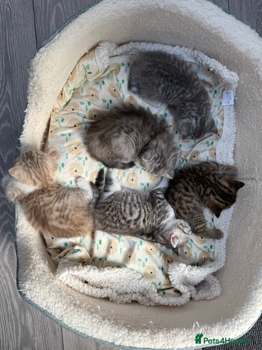 British Shorthair cats for sale: Stunning Scottish Straights - Image 20