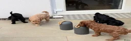Cockapoo dogs for sale: Stunning Cockapoo Puppies — Homes for Life Only in Banbury - Advert 26