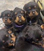Rottweiler dogs KC German Rottweiler Puppies - Advert 1