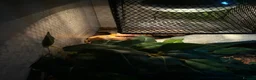 Gecko reptiles for sale: Leopard gecko and full set up  - Advert 5