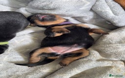 Rottweiler dogs for sale: Rottweiler puppies  - Image 10