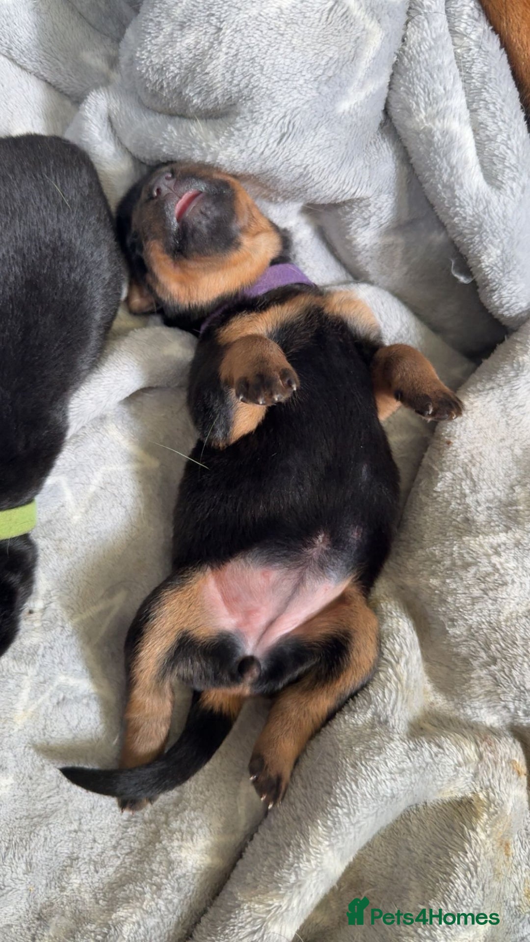Rottweiler dogs for sale: Rottweiler puppies  - Image 10