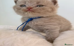 British Shorthair cats for sale: 7 British Shorthair Kittens TICA®️ – Import Lines - Image 17
