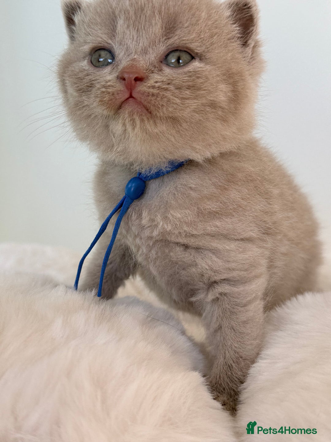 British Shorthair cats for sale: 7 British Shorthair Kittens TICA®️ – Import Lines - Image 17