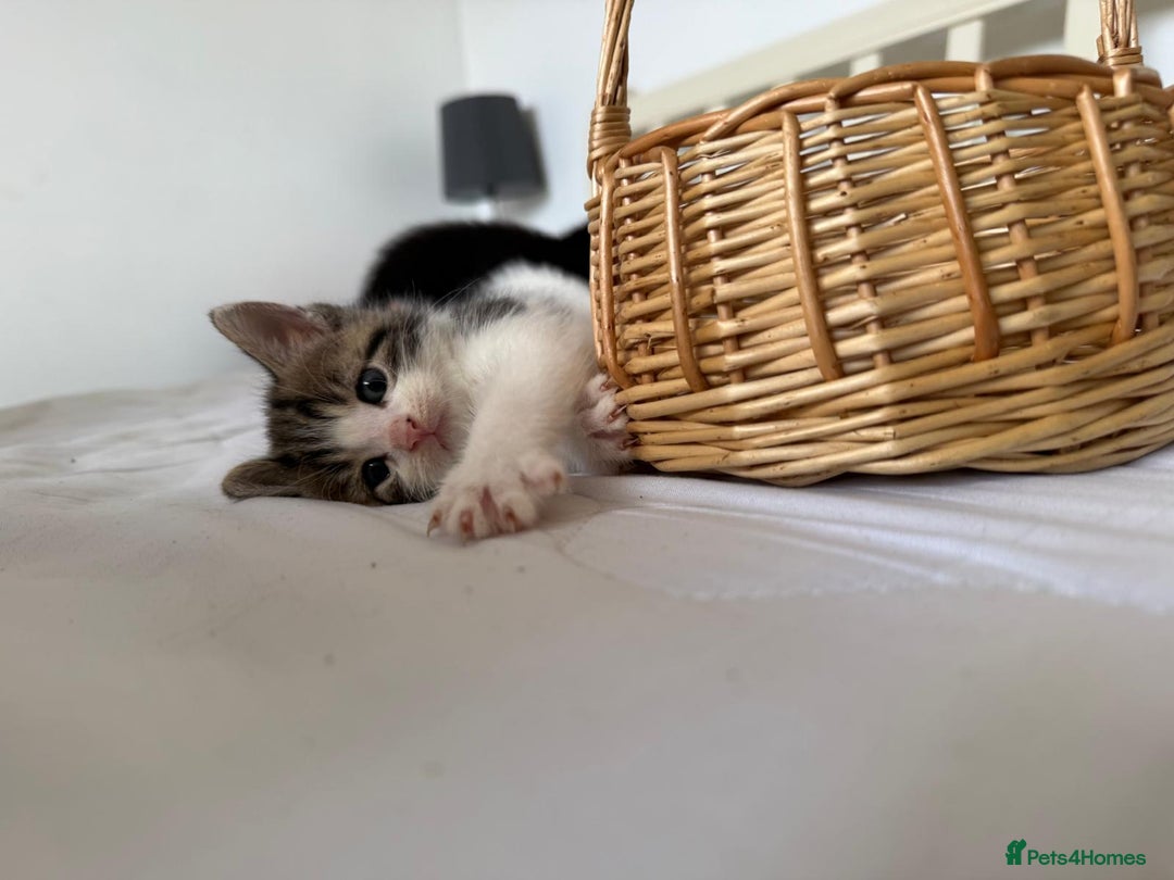 British Shorthair cats for sale: Six Gorgeous Kittens Available From Next Week - Image 39