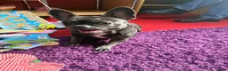 French Bulldog dogs for sale: This is Bella  - Advert 2
