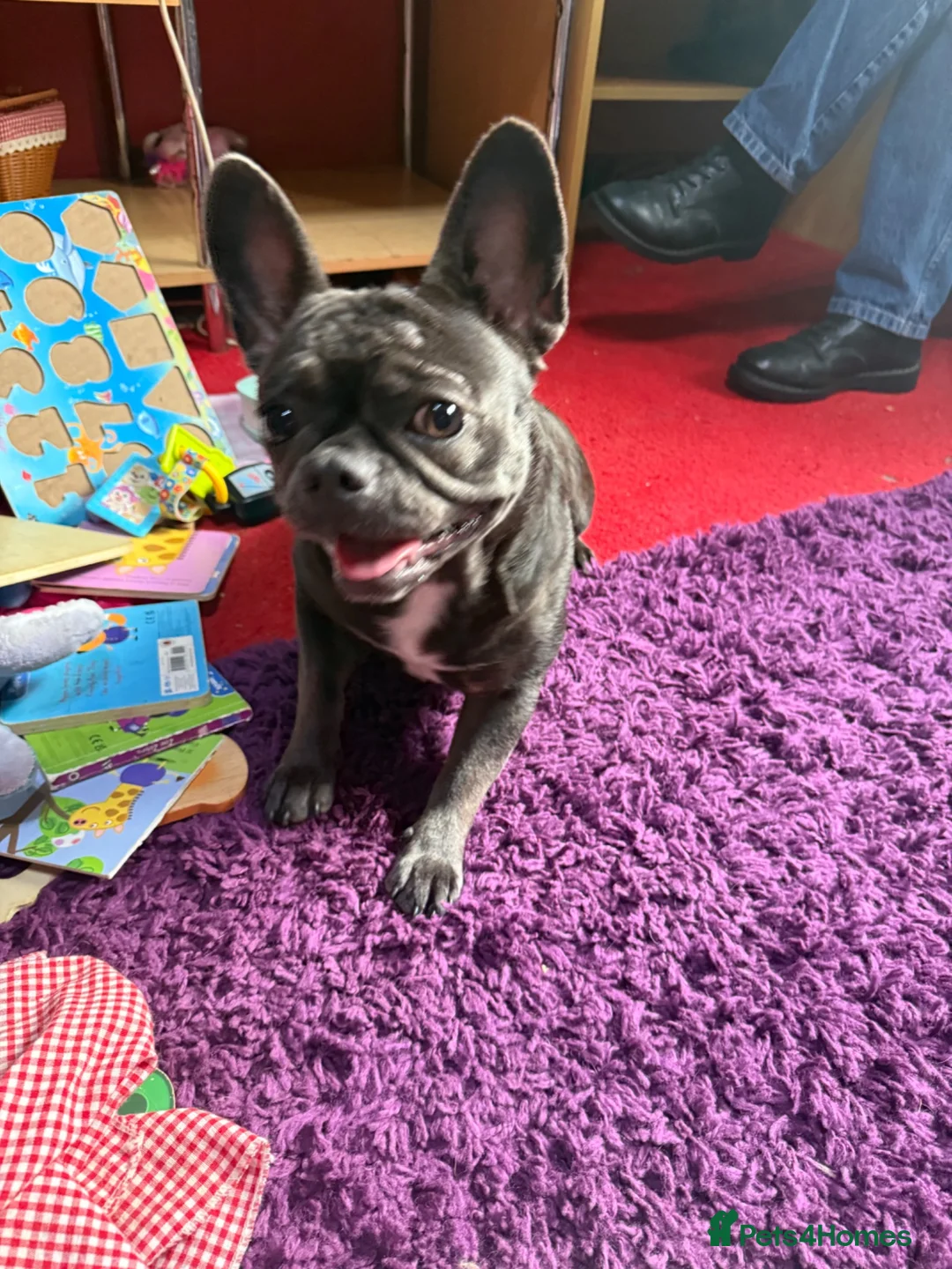 French Bulldog dogs for sale: This is Bella  - Advert 2