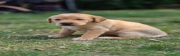 Labrador Retriever dogs for sale: Adorable KC registered Labrador puppies  - Advert 3