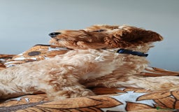 Cavapoo dogs for sale: REHOMING  - Advert 4