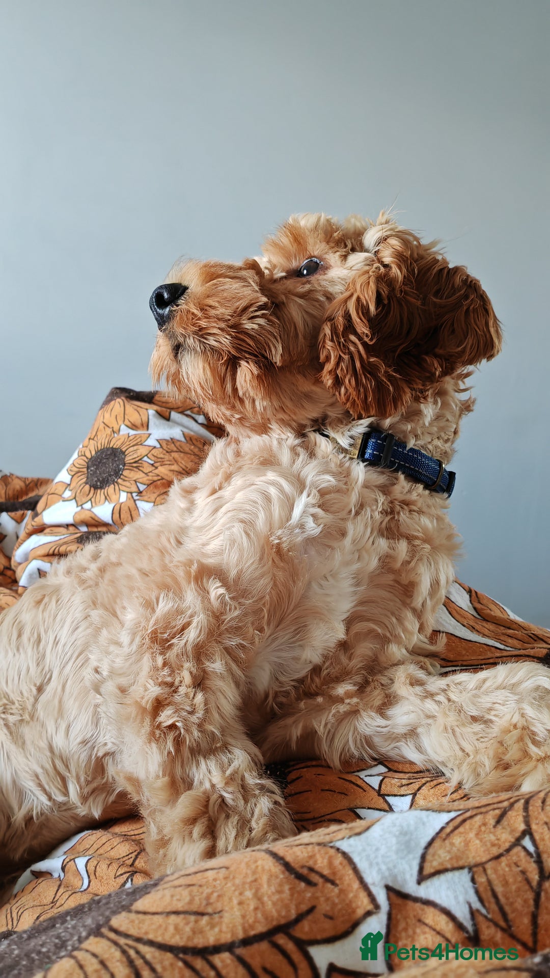 Cavapoo dogs for sale: REHOMING  - Advert 4