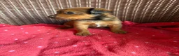 Jack Russell dogs for sale: Jack Russell puppies  - Advert 26