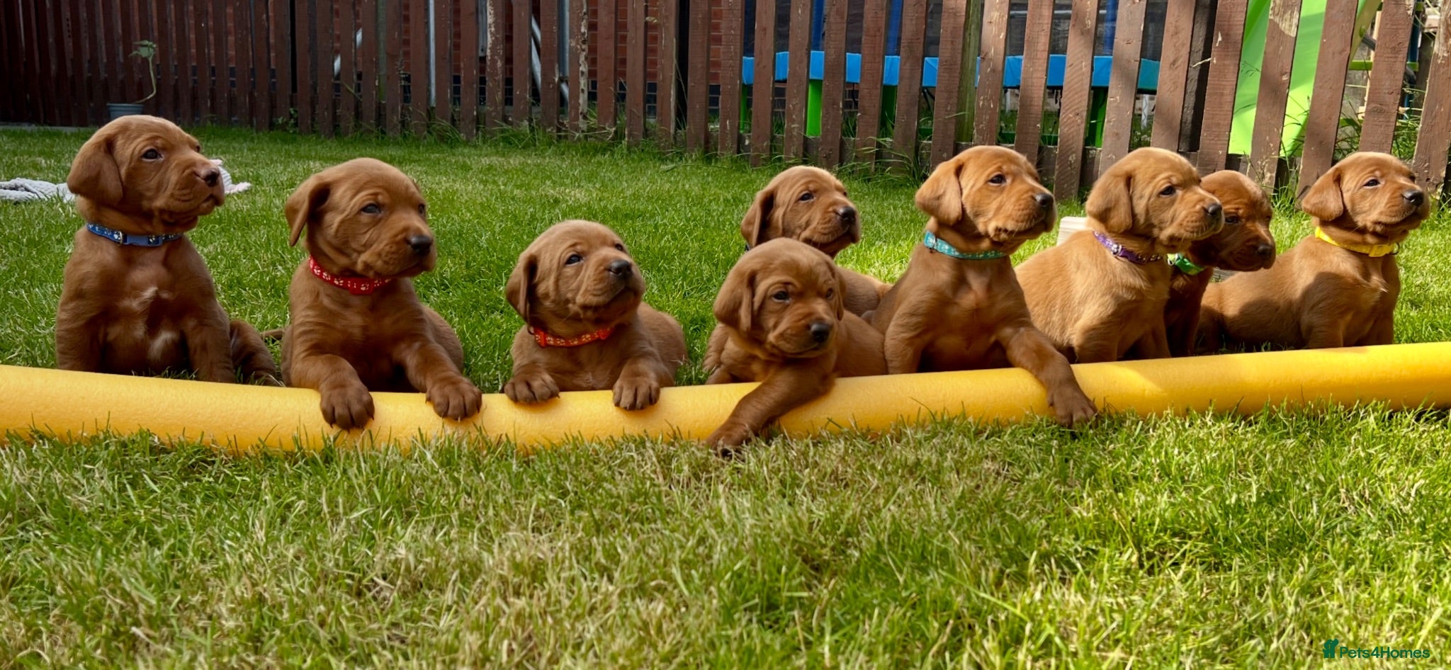 Labrador Retriever dogs KC registered Fox Red Labrador puppies. - Advert 2