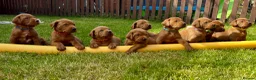 Labrador Retriever dogs for sale: KC registered Fox Red Labrador puppies. - Advert 2