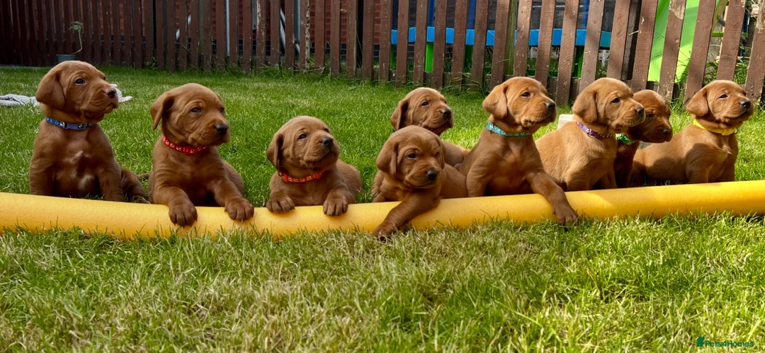 Labrador Retriever dogs for sale: KC registered Fox Red Labrador puppies. - Advert 2