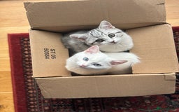 British Shorthair cats for sale: Beautiful British Shorthair/Turkish Angora Kittens - Image 1