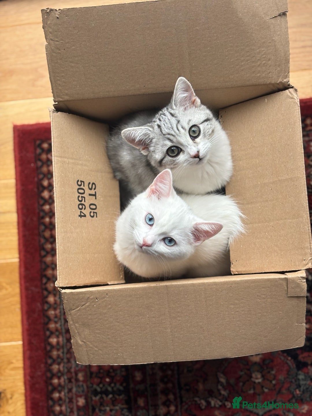 British Shorthair cats for sale: Beautiful British Shorthair/Turkish Angora Kittens - Image 1