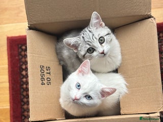 British Shorthair cats - Advert 4