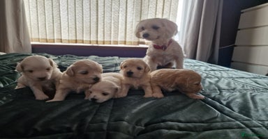 Maltipoo dogs - Advert 1