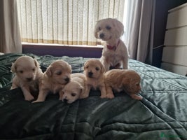 Maltipoo dogs - Advert 2