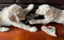 Labradoodle dogs for sale: Multigen Mini Labradoodle Puppies Available Now - Image 9