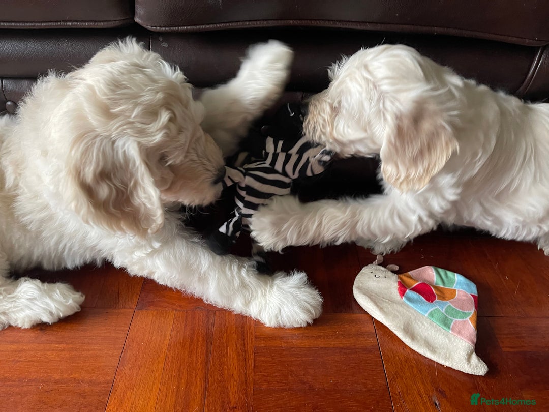 Labradoodle dogs for sale: Multigen Mini Labradoodle Puppies Available Now - Image 9