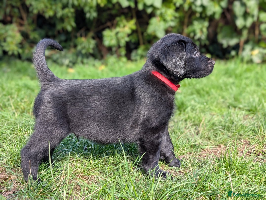 Flat coated Retriever dogs for sale: READY NOW Flat Coated Retriever Puppies - Image 8