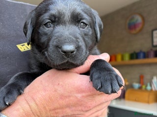 Labrador Retriever dogs - Advert 11