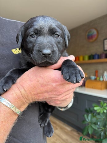 Labrador Retriever dogs - Advert 16