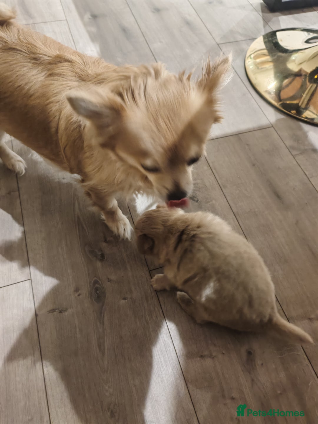 Pomchi dogs for sale: Beautiful Pomchi little girl only one in litter.   - Advert 11