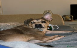 Mixed Breed dogs for sale: French bulldog X  - Image 5