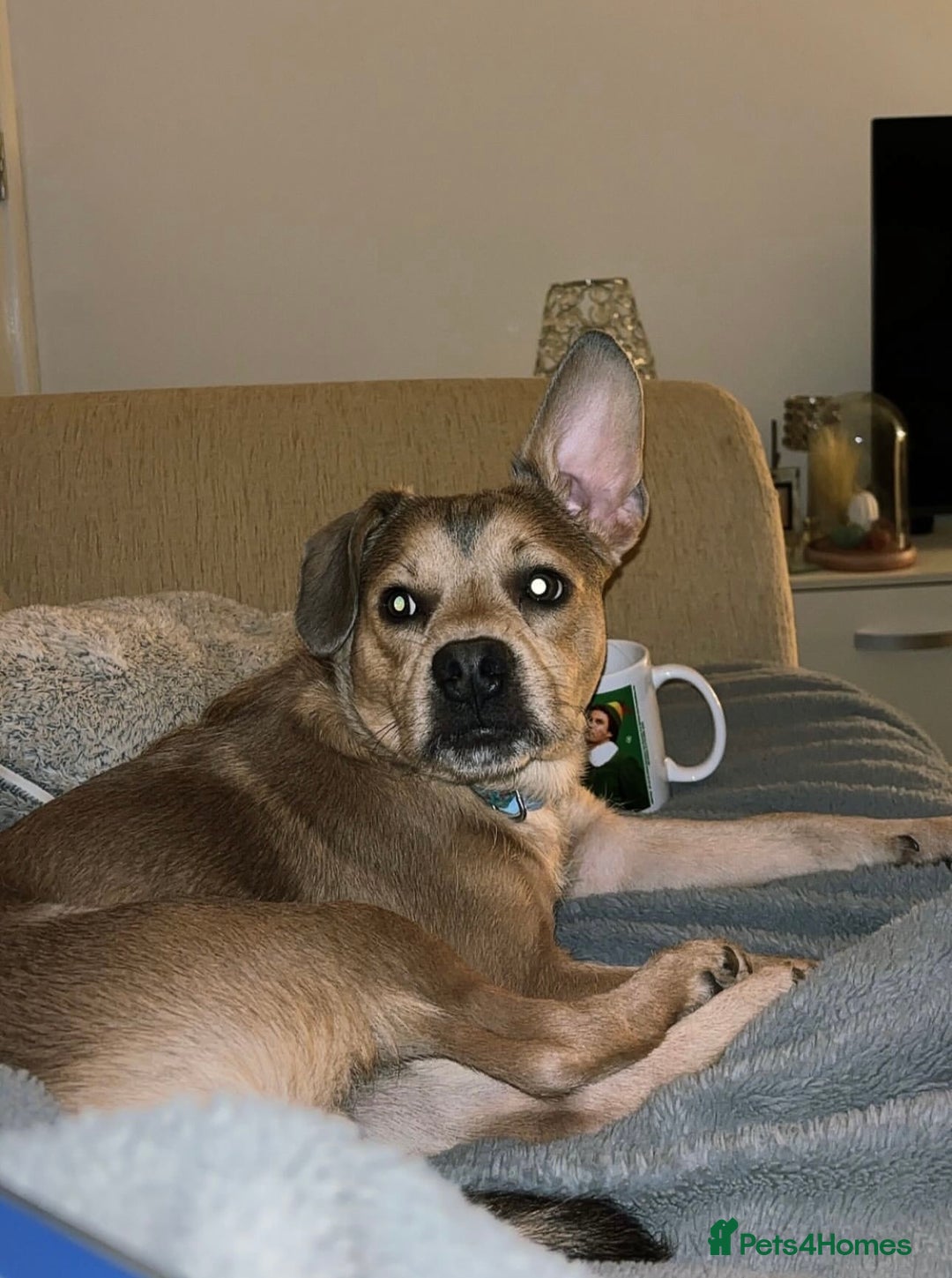 Mixed Breed dogs for sale: French bulldog X  - Image 5