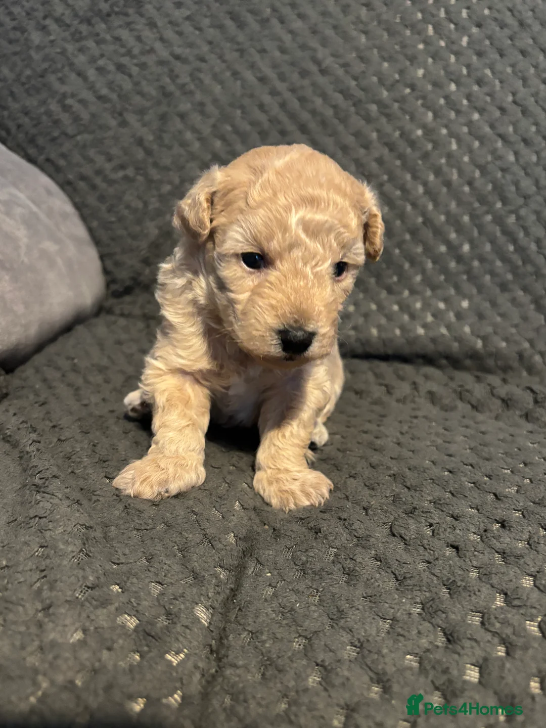 Poochon dogs for sale: Beautiful Poochon Puppies  - Advert 2
