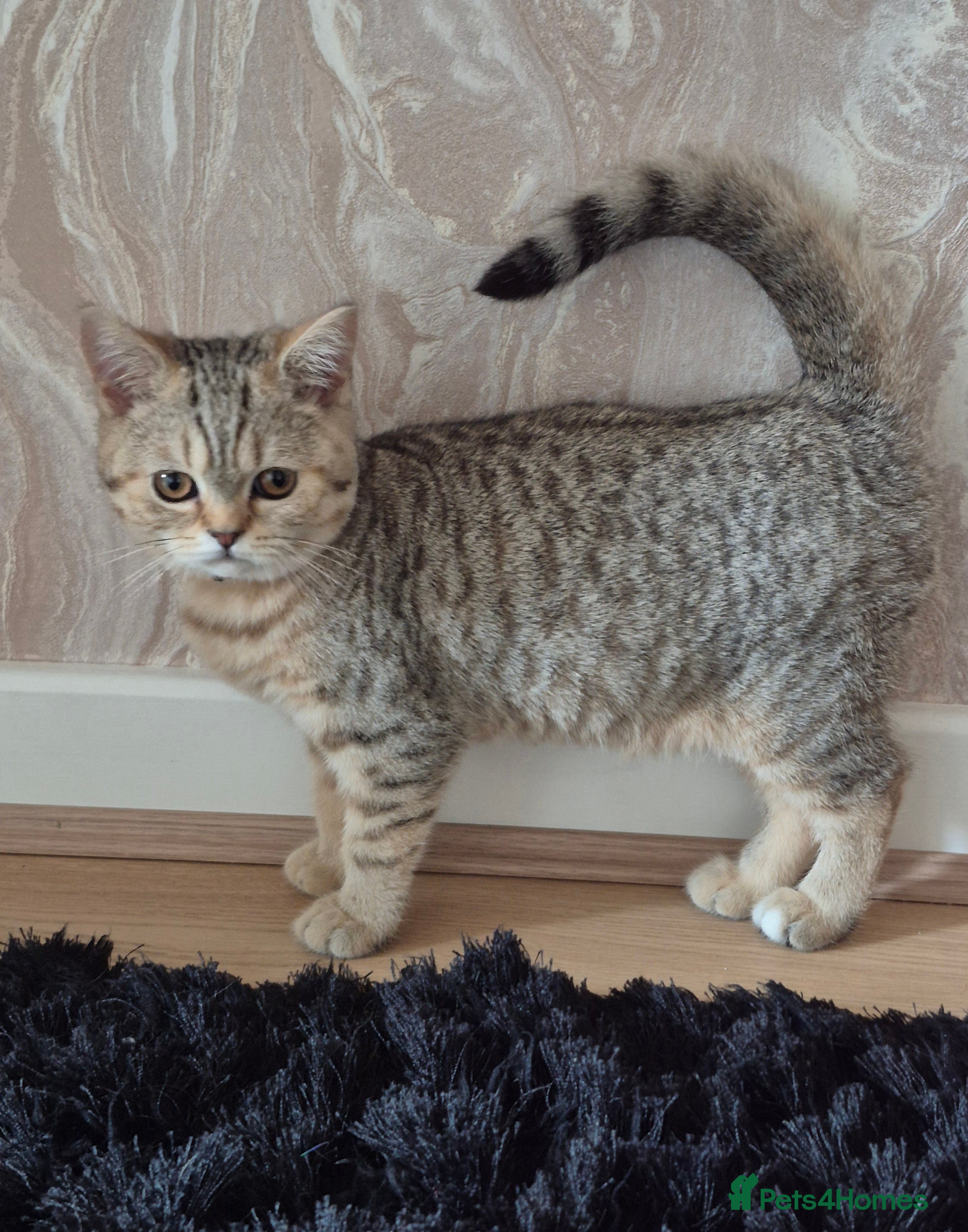 British Shorthair cats 2 Stunning full BSH kittens available - Advert 1