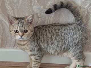 British Shorthair cats 2 Stunning full BSH kittens available - Advert 1