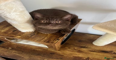 British Shorthair cats - Advert 8