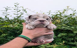 English Bulldog dogs for sale: English Bulldog Puppies  - Advert 20