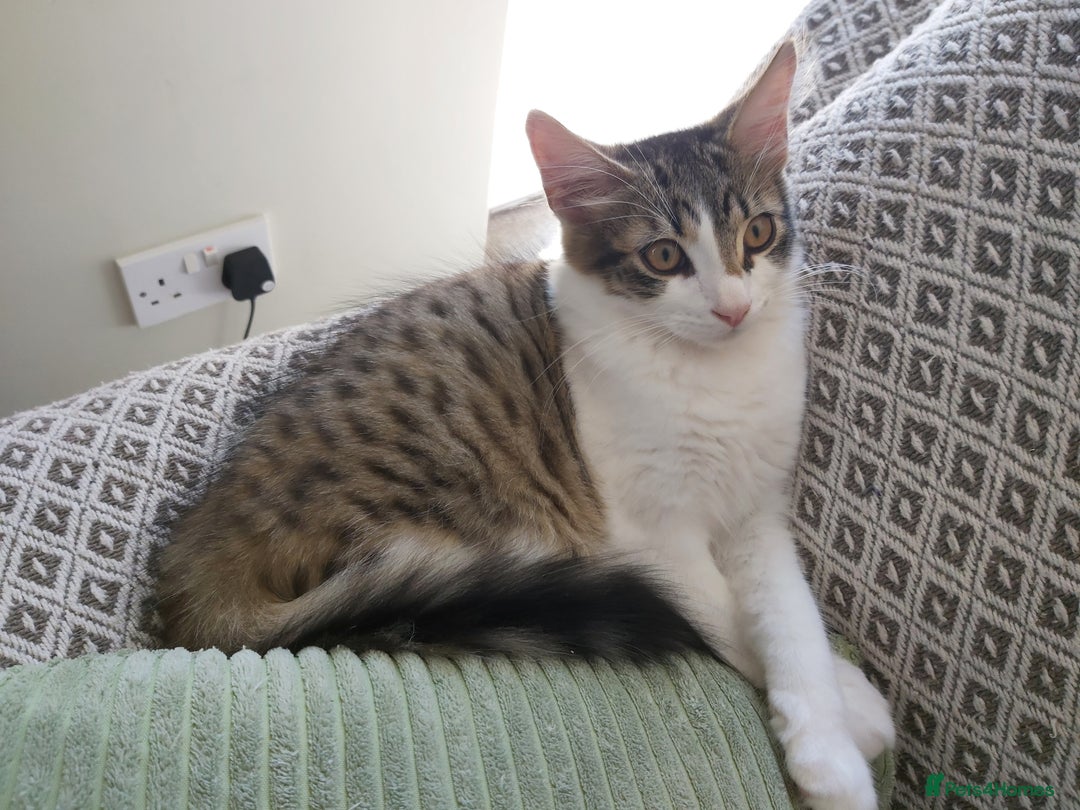 Mixed Breed cats for sale: beautiful 3mth old kittens 2 female ready to go - Image 9