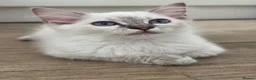 Ragdoll cats for sale: GCCF registered girl looking for her forever home - Advert 4