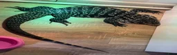 Lizard reptiles for sale: Black and black Tegu in Thetford - Advert 2