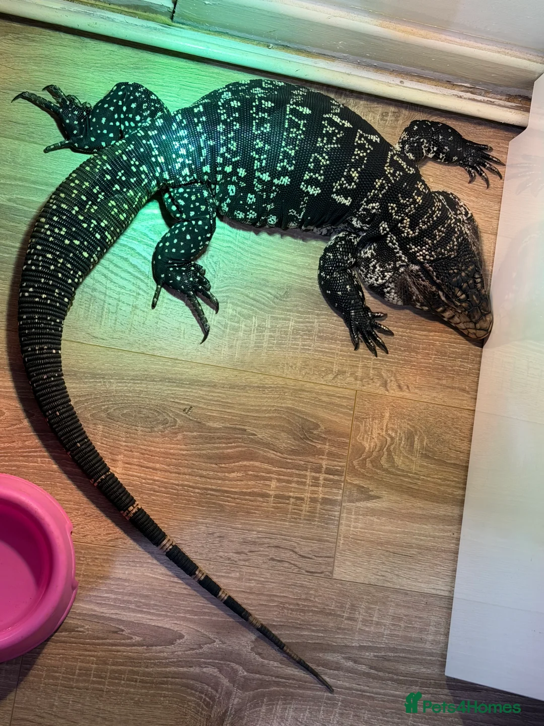 Lizard reptiles for sale: Black and black Tegu in Thetford - Advert 2