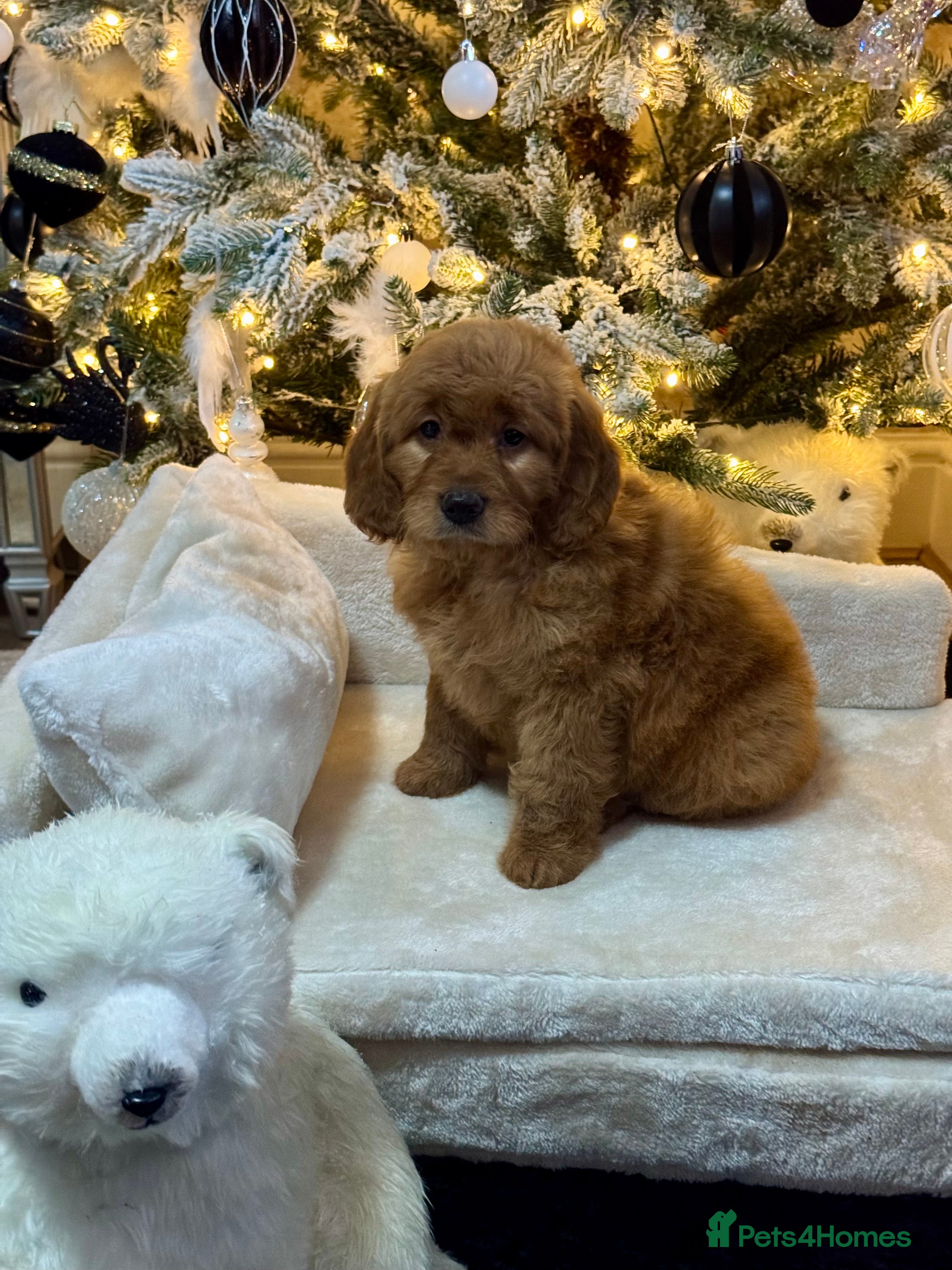 Mini Goldendoodle dogs 6 mini goldendoodle puppies for sale - Advert 3