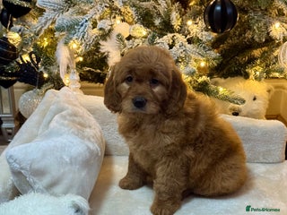 Mini Goldendoodle dogs 6 mini goldendoodle puppies for sale - Advert 3