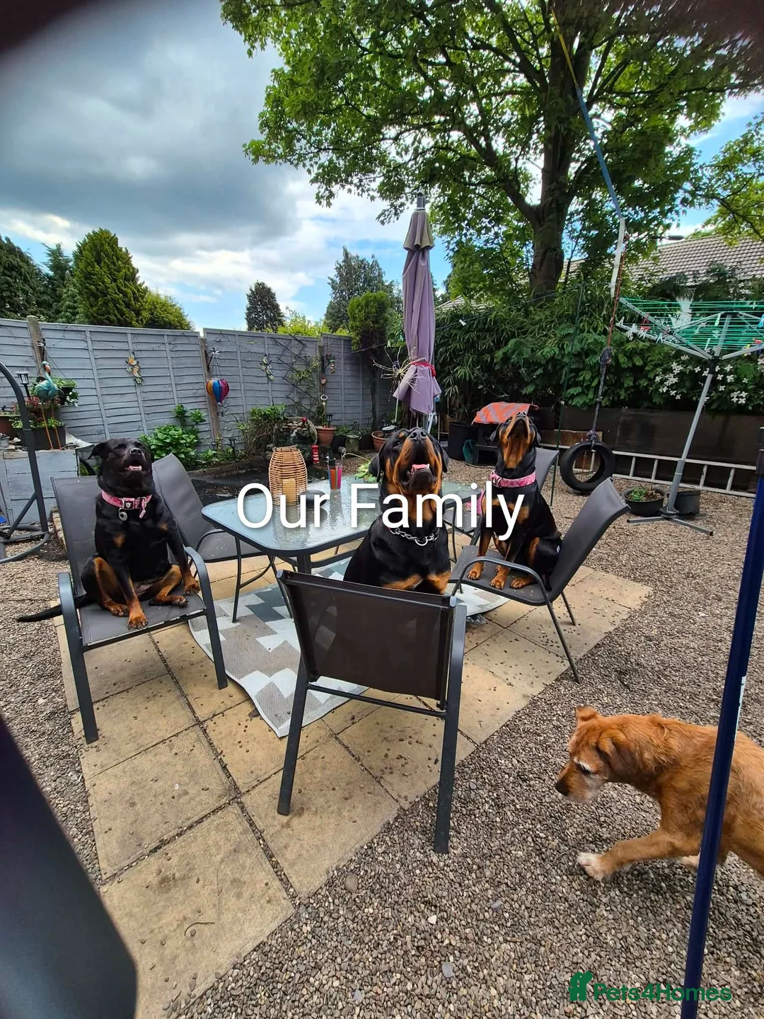 Rottweiler dogs for sale: Rottweiler Puppies  - Advert 2
